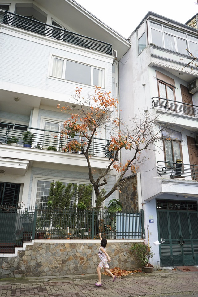 Cảnh sắc tuyệt đẹp mùa lộc vừng thay lá tại Hà Nội - 10
Một em bé đang chơi diều dưới một cây lộc