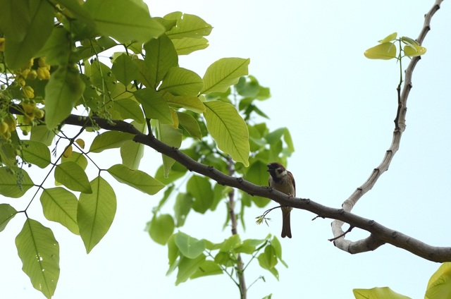 “Khi thấy Muồng Hoàng Yến, là biết đã giữa năm” - 8 Cành cây Muồng Hoàng Yến nhẵn, lá kép lông chim một lần chẵn, mọc cách, dài 15–60 cm với 3-8 cặp lá chét sớm rụng.
