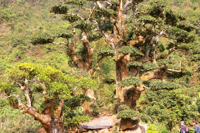 Độc lạ cây duối nghìn năm có dáng “bàn tay phật” ở Ninh Bình - 9 Người dân địa phương rỉ tai nhau, khi đến thăm cây duối ngàn năm giống như đến viếng nhà vua và sẽ được “thập toàn thập mỹ”: may mắn tốt lành, nhiều lộc, nhiều ruộng đất, sống an nhàn trăm tuổi.