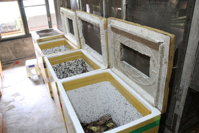 Kiếm trăm triệu mỗi tháng nhờ “độc chiêu” nuôi côn trùng trên sân thượng - 4 Cách đây hơn 10 năm, một lần tình cờ xem ti vi thấy mô hình nuôi côn trùng ở miền Nam khá độc đáo, ngay lập tức chị Xuân gọi điện hỏi xin kinh nghiệm và mày mò mở trang trại nuôi. Với số vốn ban đầu khoảng 3 triệu đồng, chị Xuân đầu tư mua dế, tắc kè và bọ cạp về nuôi thử nghiệm. Thời gian đầu, do chưa có kinh nghiệm nên côn trùng nuôi chết hàng loạt do dịch bệnh, không nản chí chị Xuân mày mò tìm thông tin qua sách vở và hỏi ý kiến các chuyên gia. Cứ thế, số lượng và quy mô nuôi côn trùng được chị tăng dần trong nhiều năm.