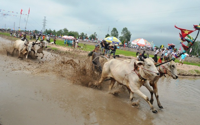 Năm 2017, Du lịch An Giang “bỏ túi” 3.700 tỷ đồng - 2 Riêng lễ hội đua bò Bảy Núi An Giang hàng năm thu hút hàng ngàn lượt du khách đến xem