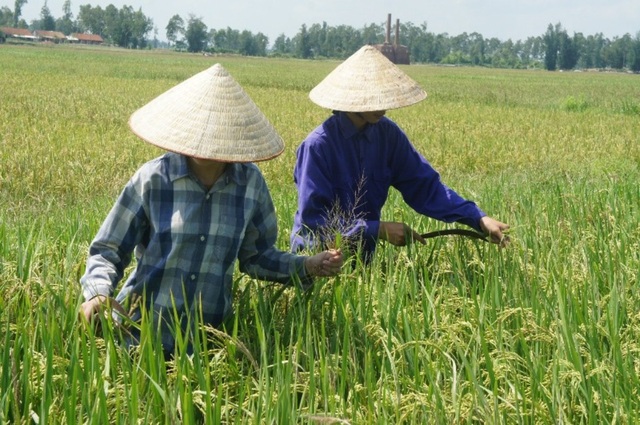 Nam sinh mồ côi bố mẹ đậu đại học lo không có tiền nhập học - 5 Hai chị em Hoàng và Trang đi làm đồng.
