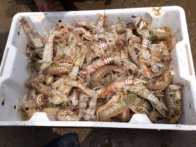 Thu tiền triệu mỗi ngày nhờ đánh bắt tôm tít - 3 Những mẻ tôm tít tươi sống được bán sau khi đưa lên bờ