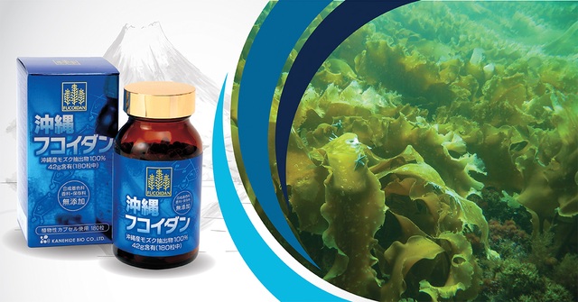 Fucoidan được chiết xuất từ tảo nâu Mozuku vùng Okinawa của Nhật Bản