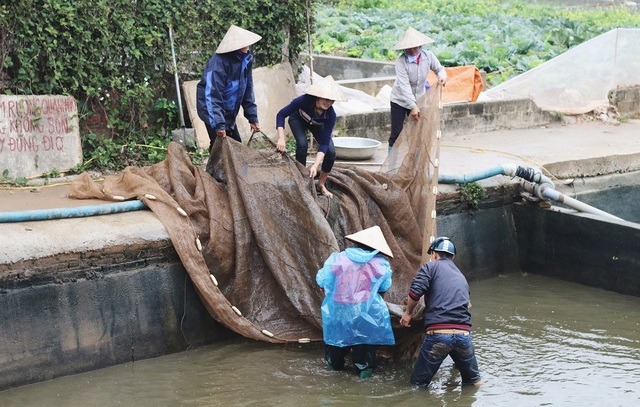Làng cá chép đỏ trước ngày Táo quân về trời - 1
Từ ngày 18 đến ngày 22 tháng Chạp, người dân làng Thuỷ Trầm bắt đầu tất bật thu hoạch cá chép đỏ phục vụ ngày ông Công ông Táo. Làng vốn nổi tiếng bởi nghề truyền thống nuôi cá chép đỏ, được cho là lớn nhất miền Bắc.