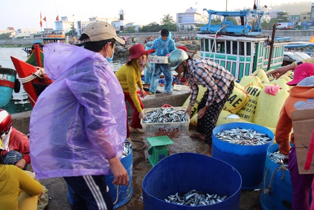 Ngư dân Lý Sơn rầu rĩ, dù bội thu cá nục suông - 1 Trúng đậm cá nục, nhưng ngư dân Lý Sơn không thể phấn khởi vì bị ép giá