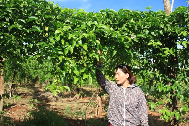 Vụ chanh dây không quả: Công ty hứa hoàn trả lại tiền cho nông dân - 1 Chanh dây trồng 6 tháng nhưng không đậu trái