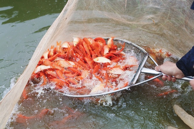 Làng cá chép đỏ trước ngày Táo quân về trời - 7
Cá màu đỏ cờ, trên mình không có chấm đen, mắt đen và sáng sẽ là những con cá chất lượng tốt.