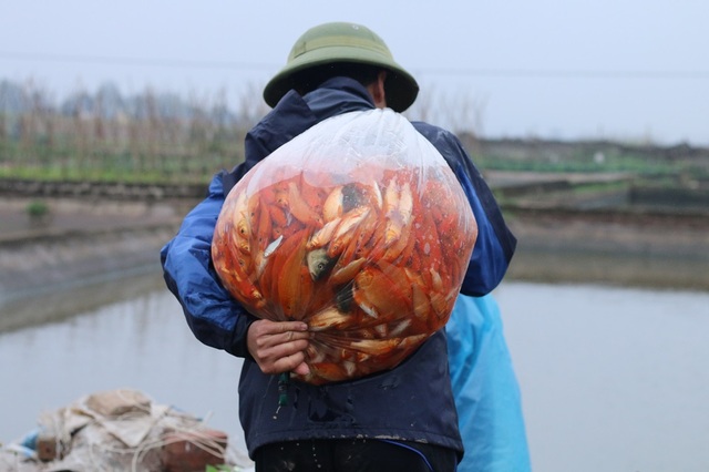 Làng cá chép đỏ trước ngày Táo quân về trời - 8
Sau khi thu hoạch, cá được cho vào bao nilon chứa 10 kg nước và bơm oxy để chuyển lên bờ. Nhờ có nước và khí nên cá vẫn sống khỏe mạnh, không chết ngạt khi đươc vận chuyển đi xa.
Ở thời điểm hiện tại, giá bán buôn cho các thương lái giao động từ 80.000 đến 100.000/1kg với khoảng 40 con. Giá bán lẻ tại các chợ khoảng 20.000 một bộ (3 con).