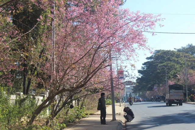 Mai anh đào Đà Lạt đã nở chuẩn bị cho ngày hội hoa - 2 Mai anh đào khoe sắc trên đường Trần Hưng Đạo