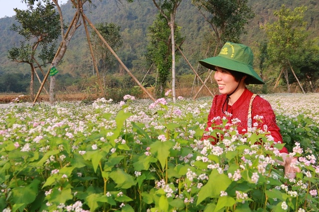 Vườn tam giác mạch Ninh Bình hút bạn trẻ dịp lễ Tình nhân - 9 Vườn tam giác mạch Ninh Bình hút bạn trẻ dịp lễ Tình nhân - 9