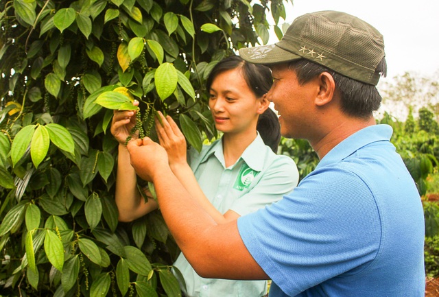Xây dựng sản phẩm “sạch” trên đại ngàn Tây Nguyên - 2
Quá tình sản xuất tiêu hữu cơ luôn được công ty giám sát nhằm cho ra sản phẩm đảm bảo chất lượng nhất