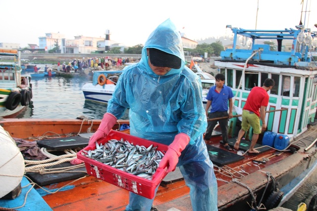 Ngư dân Lý Sơn rầu rĩ, dù bội thu cá nục suông - 3 Theo ngư dân, dù khai thác được nhiều nhưng với giá cá như hiện tại họ vẫn không có lãi