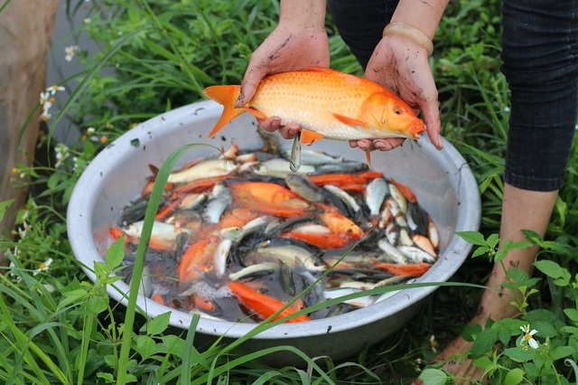 Làng cá chép đỏ trước ngày Táo quân về trời - 3
Một kg cá chép đỏ thường có khoảng 20 – 30 con. Trong đó, những con cá có trọng lượng lớn giá sẽ cao hơn gấp nhiều lần. Đắt nhất là cá 5- 6 lạng, màu đỏ đẹp, vây cờ. Loại này khá hiếm nên giá bán khoảng 50 – 60 nghìn đồng/con.