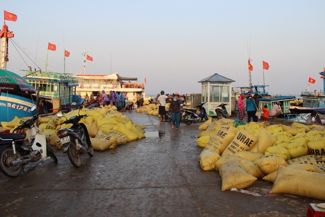 Ngư dân Lý Sơn rầu rĩ, dù bội thu cá nục suông - 4 Giá cá thấp và tư thương hạn chế mua khiến ngư dân phải bán tháo cho những người làm mắm
