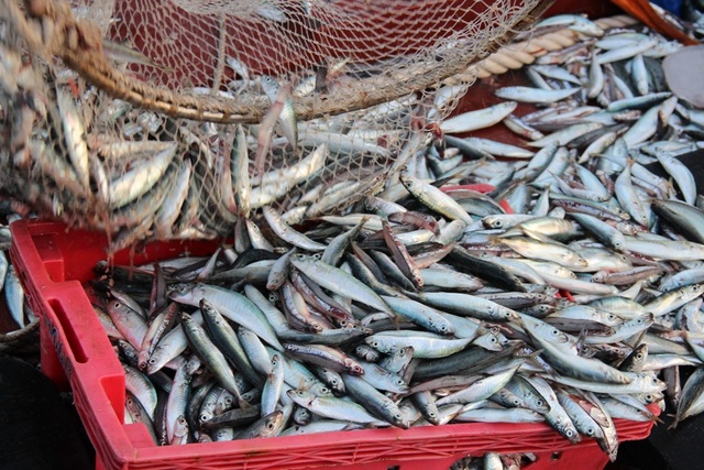 Ngư dân Lý Sơn rầu rĩ, dù bội thu cá nục suông - 5 Ngư dân Lý Sơn mong mỏi một giải pháp nhằm tránh điệp khúc “được mùa mất giá tái diễn”