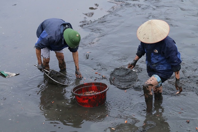 Làng cá chép đỏ trước ngày Táo quân về trời - 5
Thông thường cá giống sẽ được tiến hành nuôi từ tháng 6, người nuôi cá chăm sóc sao cho đến khi cá thu hoạch có kích c khoảng 3 ngón tay là vừa đẹp.