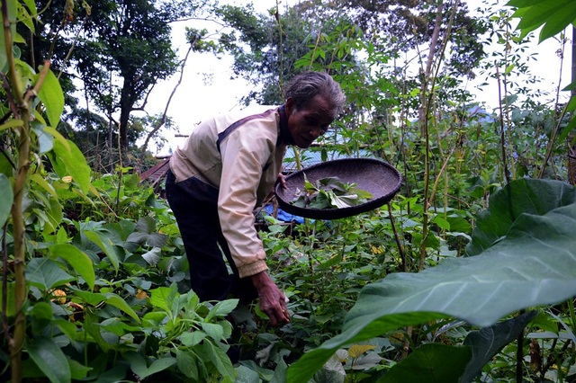 Ông lão 20 năm “sống tốt” giữa rừng sâu Quảng Ngãi - 5
Xung quanh căn chòi của mình, ông Châu trồng rất nhiều rau xanh như rau lang, bầu, bí, ớt, nghệ… để cung cấp cho bữa ăn.