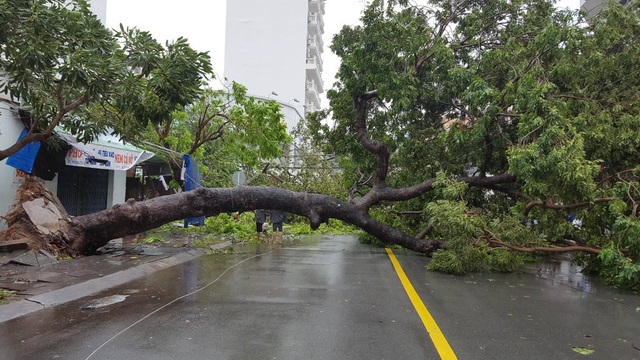 Nha Trang thiệt hại nặng nề nhất trong vòng 20 năm qua - 7 Nha Trang thiệt hại nặng nề nhất trong vòng 20 năm qua - 7