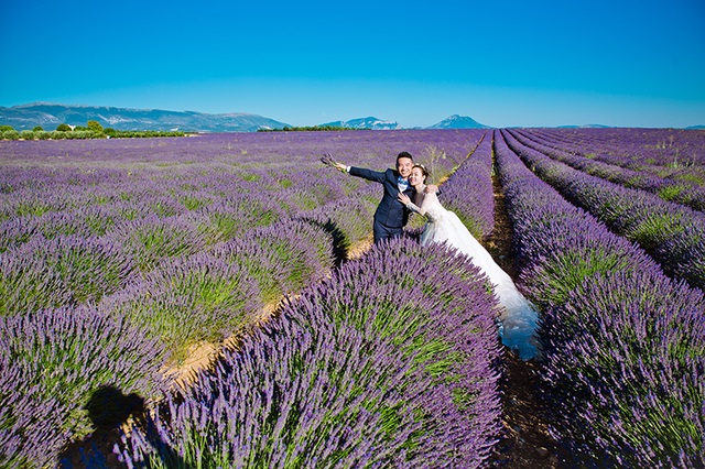 Lavender - màu tím nhạt như ký ức là biểu tượng của tình yêu, sự lãng mạn và sự độc đáo. Hãy chiêm ngưỡng những hình ảnh tuyệt đẹp của loài hoa này và cảm nhận sự thanh lịch, tinh tế của Lavender.
