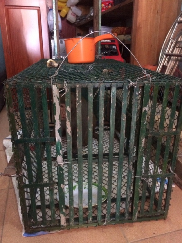 Đặt bẫy, bắt khỉ “lạ” tấn công phụ nữ, giết gà của dân - 1 Chú khỉ bị bắt giữ.