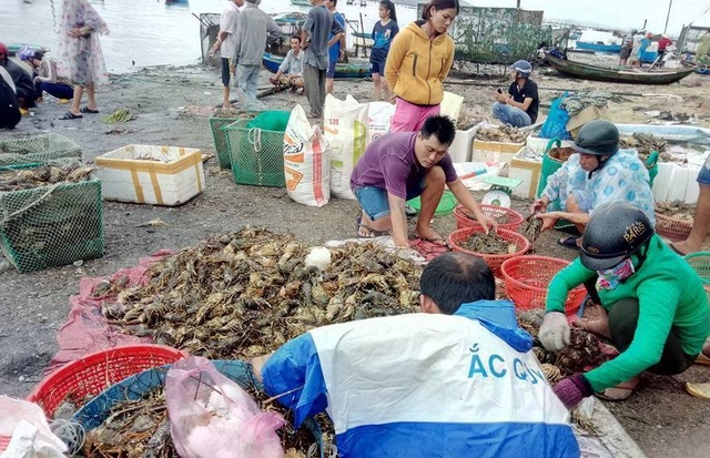 Vụ tôm hùm chết hàng loạt: Sở kết luận do mật độ nuôi quá dày - 1 Theo ước tính thì đợt tôm hùm chết hàng loạt này đã cướp đi của người nuôi tôm Phú Yên hơn 400 tỷ đồng.
