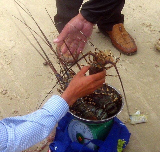 Vụ tôm hùm chết hàng loạt: Người nuôi nghi ngờ do doanh nghiệp xả thải - 1 Hơn 500.000 con tôm hùm nuôi ở Phú Yên đã bị chết, nhiều người nuôi tôm hùm rơi vào cảnh nợ nần trắng tay.