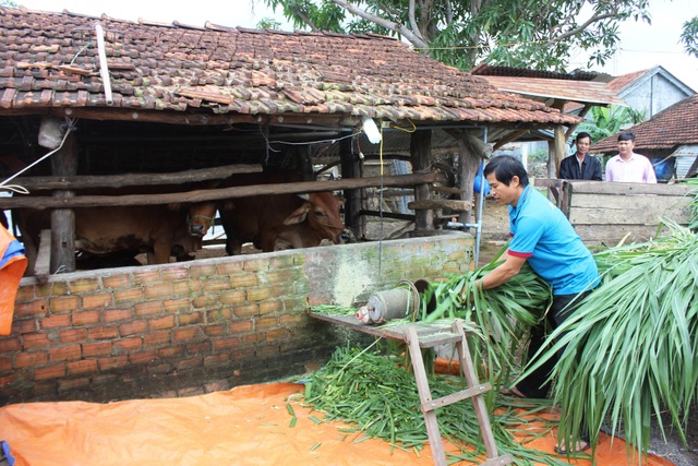 Phú Yên: Nhờ vốn vay thoát nghèo, nhiều hộ người dân tộc đã thành tỉ phú - 2
Anh Nhay dùng máy để cắt cây cỏ trồng vỗ béo cho đàn bò