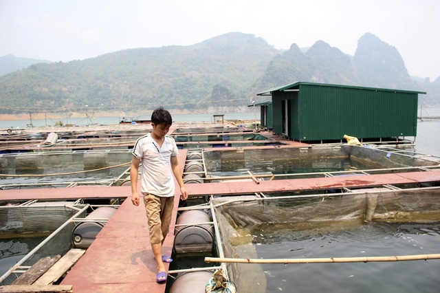 Thu nhập tiền tỷ nhờ nuôi “thủy quái” sông Đà - 2 Khâu chăm sóc và lựa chọn con giống được kiểm soát vô cùng khắt khe và nghiêm ngặt