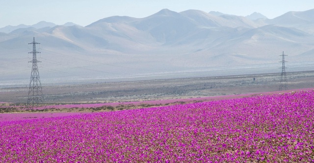 Sa mạc khô cằn đột nhiên biến thành thảm hoa