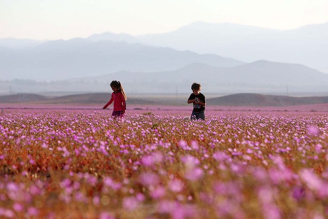 Hiện tượng sa mạc nở hoa ở Atacama thường diễn ra 5-7 năm một lần