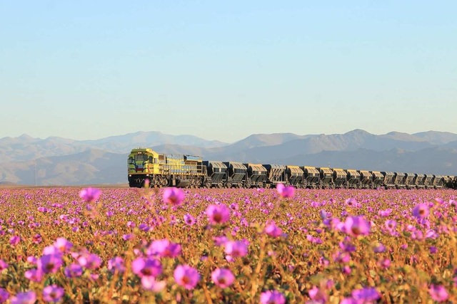 Nhiều du khách thích thú đến với vùng sa mạc khô cằn để ngắm hoa nở