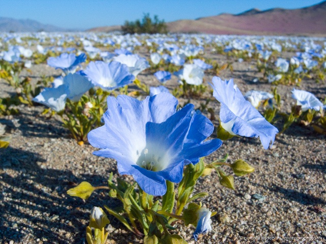 Những bông hoa xanh nở kỳ diệu trên nền đất cằn cỗi