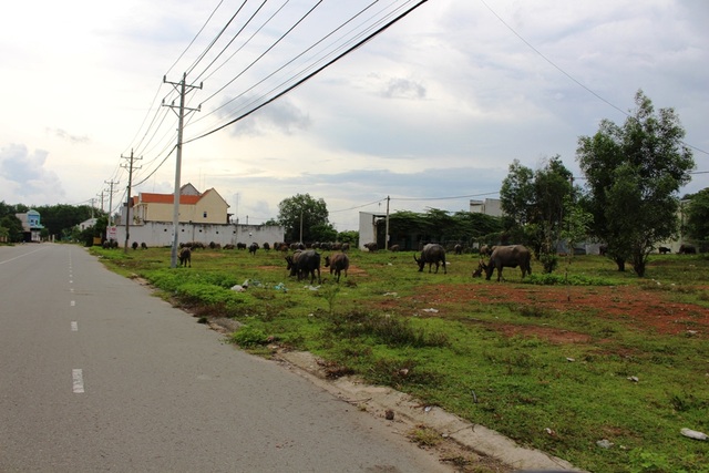 Hầu hết diện tích đất trong Khu đô thị này đang bỏ hoang, được người dân tận dụng chăn thả nhiều loại gia súc như trâu bò, dê, heo để kiếm thu nhập.