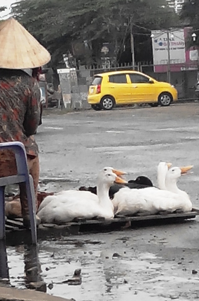 Lãnh án 7 năm vì bắt vịt: Hành động bắt vịt hoang dã là hành vi vi phạm pháp luật và đã dẫn đến lãnh án nghiêm khắc. Hãy học hỏi và đề cao những giá trị của tình yêu động vật và bảo vệ môi trường.