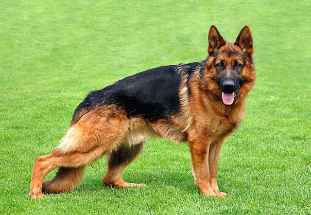 
Becgie là một trong những giống chó được nuôi phổ biến nhất hiện nay có khứu giác nổi trội.
