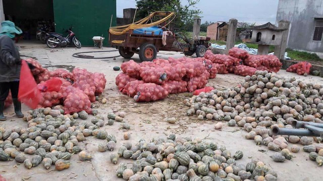 Nông dân khóc ròng vì chục ký bí đỏ không mua nổi tô bún - 3
Khoảng 450 tấn bí đỏ đang cần được giải cứu