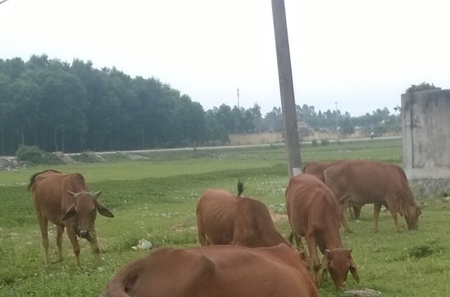 Hàng chục con bò chết chưa rõ nguyên nhân - 1 Hiện tượng bò gầy yếu, kiệt sức và chết hàng loạt khiến người dân lo lắng