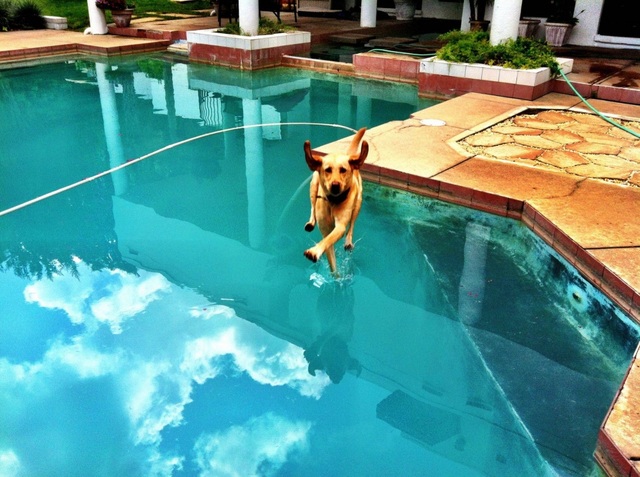 Trông cứ ngỡ như là chú chó có thể đi được trên mặt nước.