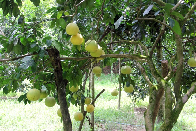 Mê hoặc vườn bưởi Phúc Trạch hàng ngàn quả phục vụ tết Trung thu - 9 Mê hoặc vườn bưởi Phúc Trạch hàng ngàn quả phục vụ tết Trung thu - 9