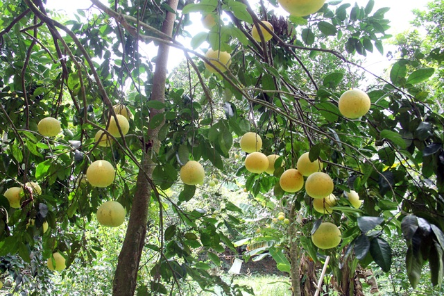 Mê hoặc vườn bưởi Phúc Trạch hàng ngàn quả phục vụ tết Trung thu - 14 Theo chị Thanh, dù bị ảnh hưởng phần nào của bão số 10, giá cả có xuống chút ít, nhưng trừ tất cả chi phí, vụ bưởi năm nay vợ chồng anh chị vẫn có nguồn thu trên 200 triệu đồng.