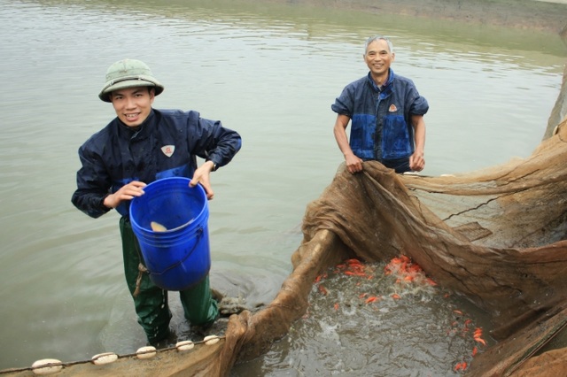 Làng chài vùng núi lãi 'khủng" nhờ nuôi cá chép đỏ - 1
Người dân làng cá chép Thủy Trầm đang ráo riết xuất hàng đi khắp nơi phục vụ Tết ông Công ông Táo