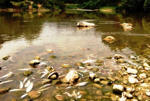 Đây không phải là lần đầu tiên xuất hiện tình trạng cá tự nhiên chết trên sông Âm ở Thanh Hóa