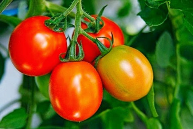 Cẩn thận với 9 loại rau quả mùa hè "tắm" nhiều hóa chất nhất chợ - 8 Cẩn thận với 9 loại rau quả mùa hè "tắm" nhiều hóa chất nhất chợ - 8