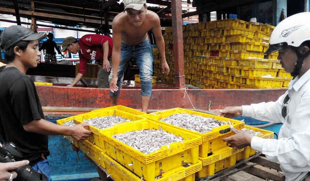 Nước mắm truyền thống Phú Quốc mang lại doanh thu 600 tỷ đồng/năm - 1 Người dân Phú Quốc dùng cá cơm tươi ngon để làm nước mắm và nghề truyền thống này đã tồn tại trên 200 năm.