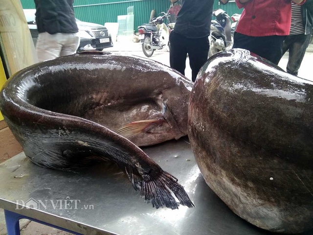 Cận cảnh cặp cá leo "khủng" nặng hơn 1 tạ xuất hiện ở Thủ đô - 3 Cận cảnh cặp cá leo "khủng" nặng hơn 1 tạ xuất hiện ở Thủ đô - 3