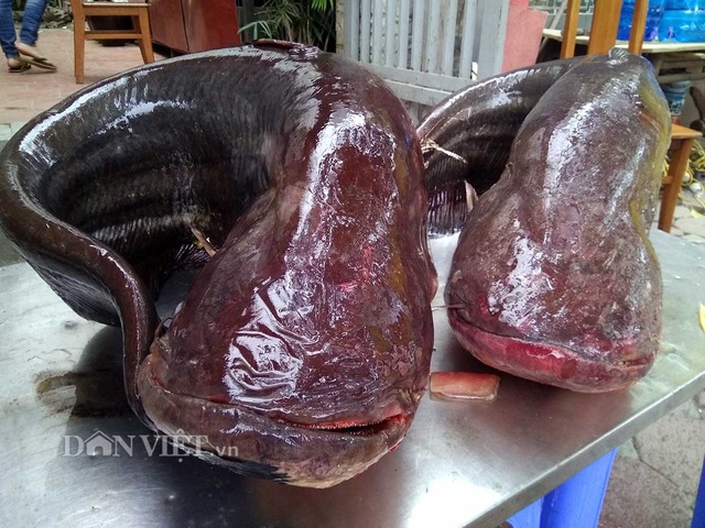 Cận cảnh cặp cá leo "khủng" nặng hơn 1 tạ xuất hiện ở Thủ đô - 5 Cận cảnh cặp cá leo "khủng" nặng hơn 1 tạ xuất hiện ở Thủ đô - 5