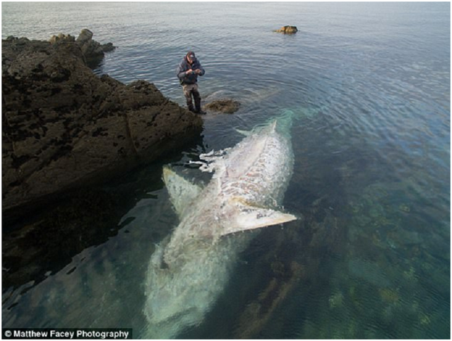 
Anh Matthew Facey đã phát hiện ra xác cá mập vây khổng lồ khi đang chụp ảnh ở bờ biển Cornish.
