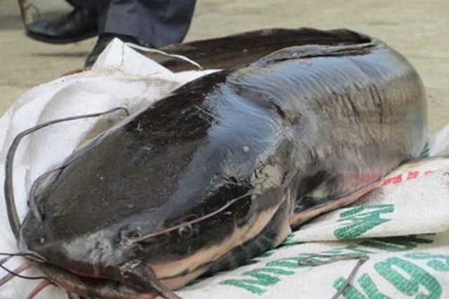 Cá trê “thủy quái” trên 10 kg/con - “Nhìn đã thấy sợ, nói chi ăn ...