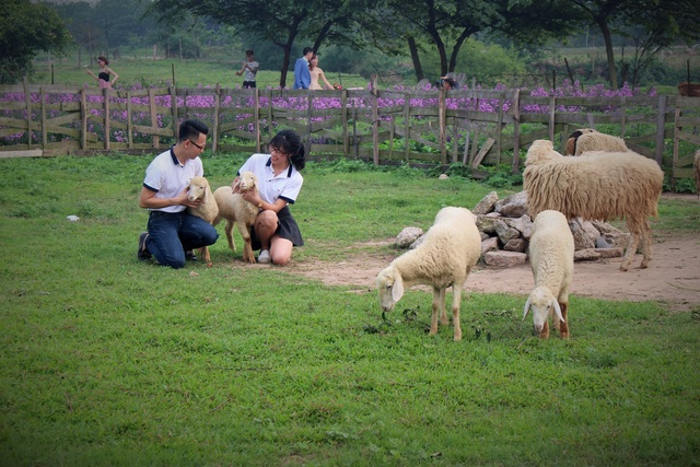 Người chủ của thảo nguyên này còn chịu khó tậu thêm đàn cừu và tạo khung cảnh đẹp như vùng đất Ninh Thuận.